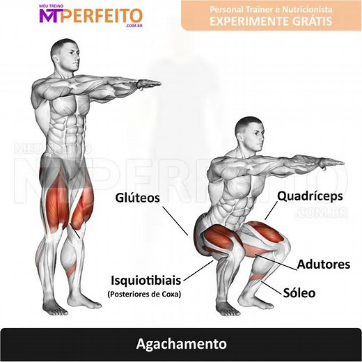 Agachamento - Músculos Trabalhados