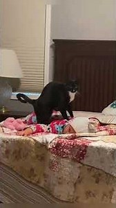 This animal's behavior is baffling everyone