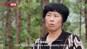 从“火焰山”到“花果山” 习近平捐种的香樟树见证绿色奇迹