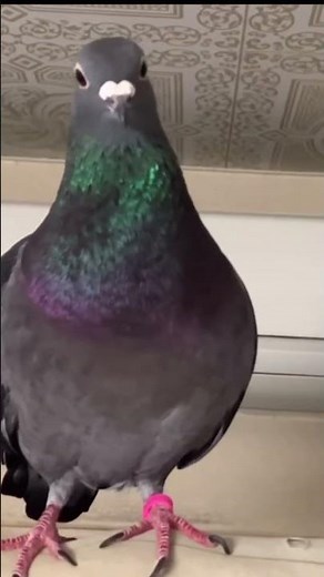 喋る鳩🐦 #鳩 #鳩の鳴き声 #pigeon