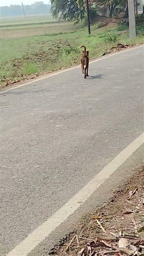 like and subscribe comment 🤪😀 Yogesh Bhai#Yogesh#Twitter hashtags Mitra