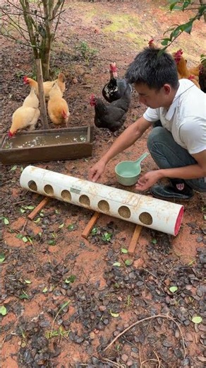 ¡El pequeño secreto del granjero: alimentar pollos con tubo de PVC es tan inteligente!