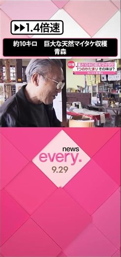 【巨大】総重量約10キロ！ 天然マイタケ 八甲田山ろくで収穫 青森 #shorts