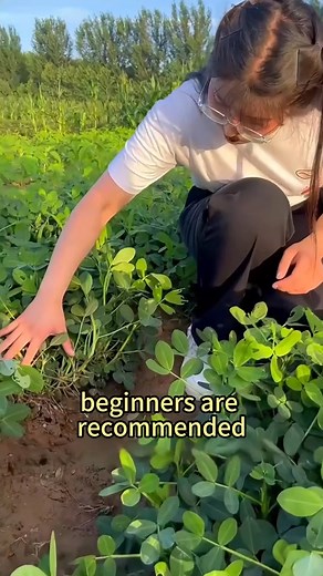 Useful peanut planting tips – easy to learn at a glance#agriculture #gardeningtips #planttips #plantingtechniques #peanuts | Agriculture 9.3 | Facebook