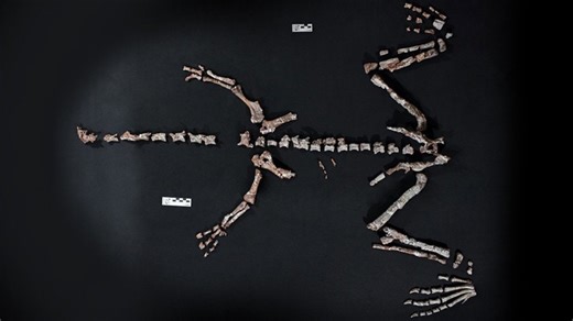 Sensational discovery: Researchers uncover previously unknown dinosaur