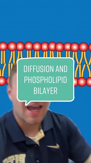 Phospholipid Bilayers & Diffusion: Cell Membrane Transport