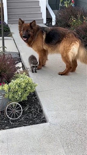 Dog Refuses to Go Home Without Baby Raccoon 🥹 | Unbelievable Loyalty