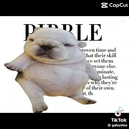 Pibble is so kind… #pibble