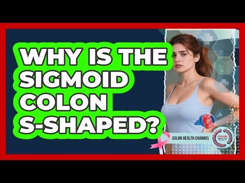 Why Is the Sigmoid Colon S-Shaped?