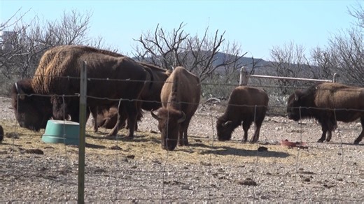 Animals adapt to harsh West Texas winters