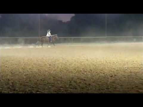 Draft Cross Gelding For Sale