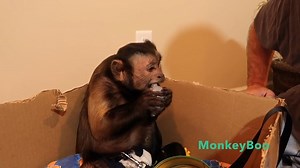 45K views · 3.3K reactions | Capuchin MonkeyBoo has some fun foraging for treats in his Easter Eggs! MonkeyBoo says Happy Easter everyone! | MonkeyBoo | Facebook