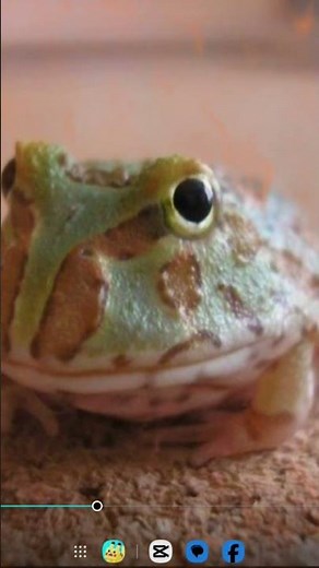 Biology fact about the Cope's gray tree Frog
