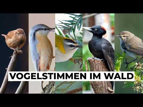 Zaunkönig, Spechte und Kleiber - So klingen unsere Waldvögel (Vogelstimmen lernen)