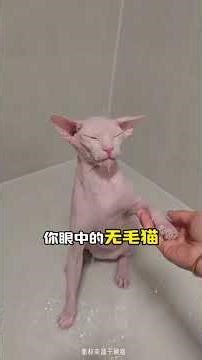 Unveiling the Surprising Aesthetic Divide: Humans vs. Cats