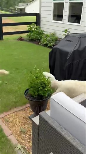 1.4K views · 36 reactions | Syrah Goldens - The Golden Connection on Reels | Facebook