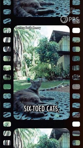 Ernest Hemingway's Six-Toed Cats #hemingway #cats #catlovers