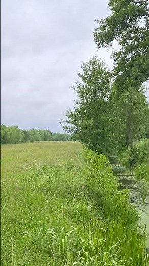 Cricket Sounds with Frogs in the Meadow | Summer Afternoon