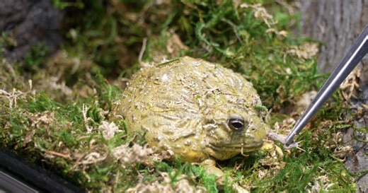 Leap into Museum of the Rockies newest exhibit..."Frogs: A Chorus of Colors"