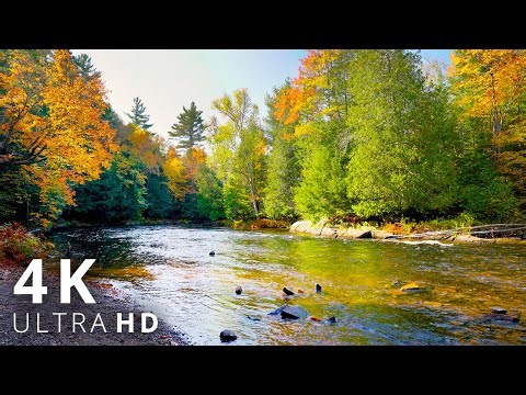 Autumn River Sounds - Peaceful Fall Forest Stream Ambience - Relax, Sleep, Study 4K
