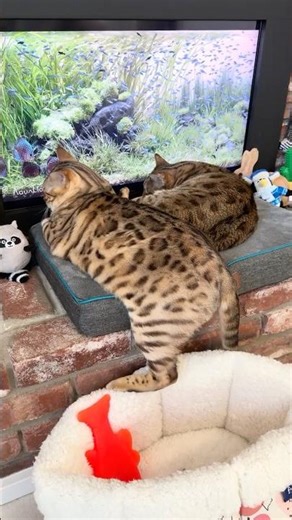 Island Vibes with Bima Gato 🏝️🐠 #TropicalFeels #CatShorts