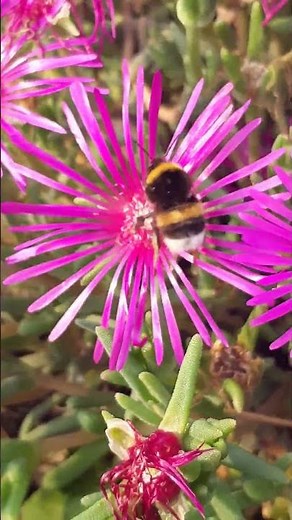 Bumble bee Foraging a Delosperma cooperi #bumblebee