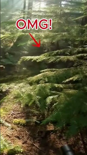 Hiker Captures Wild Mountain Lion Encounter Forest