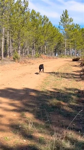 #Corsica#Legal Hunting🐗🐗 | Global hunt