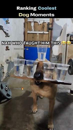 Ranking The Coolest Dogs 😎 #dogs #ranking