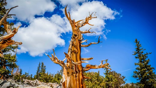 Skip California's sequoias and redwoods: This national park in another state also has America's oldest trees
