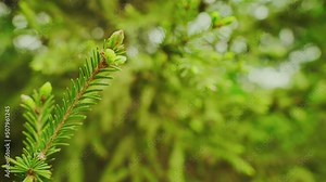 Branch of an evergreen coniferous tree with prickly long leaves-needles. Evergreen pine tree, sways in the wind. Closeup. Organic fresh live plant