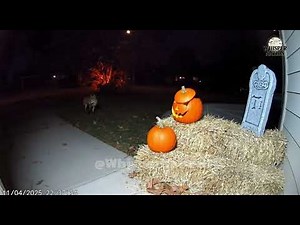 🎃 CCTV | Halloween Night: Fox & Animals Investigate Graveyard