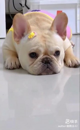 The Cutest French Bulldog Ever | Too Adorable to Handle!