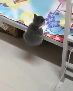 Cat challenge 🐾 😍 🍀 🐾 | I Love Animals