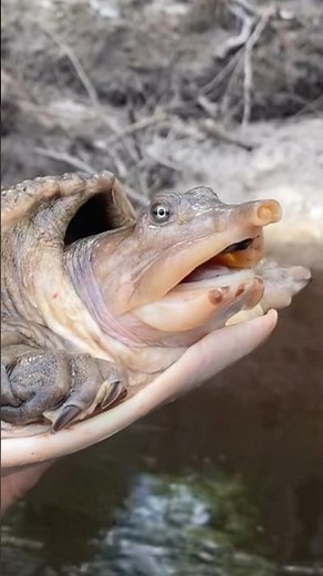 Florida Softshell Turtles!