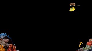 73 reactions · 21 shares | Windows 95 Screensaver - Underwater | Ｄｅｐｒｅｓｏｆｔ　９８ | Facebook