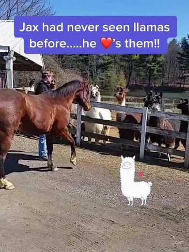 Jax is obsessed with llamas and is stalled right next to one in the barn. Please like if you like llamas too! #llamas #horse #barn #llamasandhorses