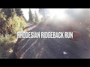 Rhodesian-Ridgeback Run In Slow Motion
