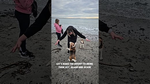 Beagle’s seaside adventure is pure joy to watch