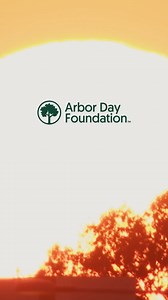 Can trees make intensifying summers safer? Absolutely. Explore how trees cool your community. | Arbor Day Foundation