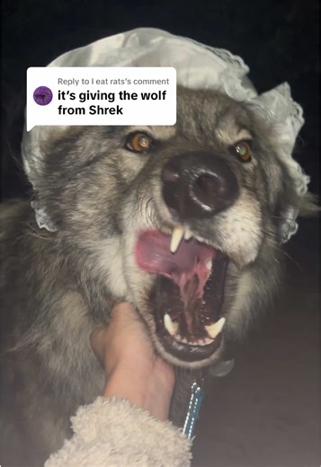 Replying to @I eat rats | Wolf From Shrek