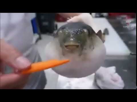Pufferfish moan