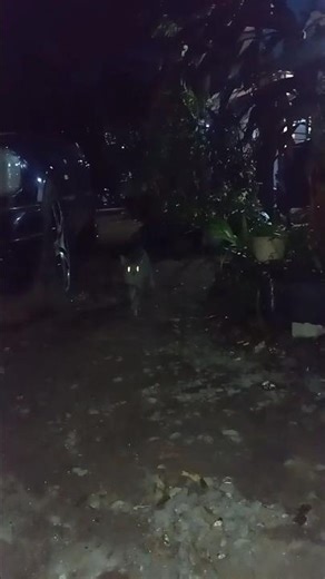 Ghost Kitten 👻👀