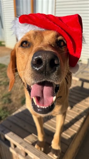 Canine Compass | Summer holidays are done and dusted for The Pipmeister. 🌞🐶 Pippi made a whole bunch of friends and soaked up life at base camp—... | Instagram