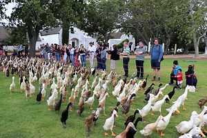 A Parade of 2,000 Ducks Keeps a South African Vineyard Running
