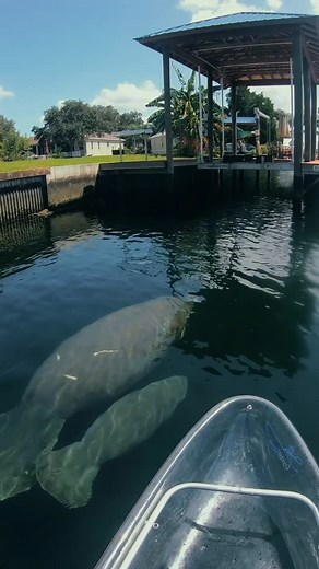 Three Sisters Springs closes soon for manatee season — don’t miss your chance to paddle paradise! | Get Up And Go Kayaking - Crystal River
