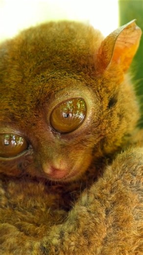 Up close with the elusive tarsier: Nature's astonished wonder