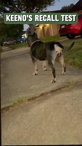 9K views · 191 reactions | Off-leash Recall Grade: (A-) ✅ •Dog Recall: teaching your dog to come back when called. It’s important that all dogs have a STRONG and RELIABLE recall•#dogrecall #dogtrainingvideo #puppyrecall #trainingamericanbullies #dogreactivity #offleashk9training #dogwalking | Kelvin Deveaux | Facebook