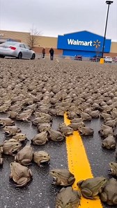 Must have been a clearance sale on lily pads 🐸 A swarm of frogs are seen in a prking lot at a retail store. #frogs This video and story are for entertainment purposes only and was created with A.I. | Mike's Mayhem