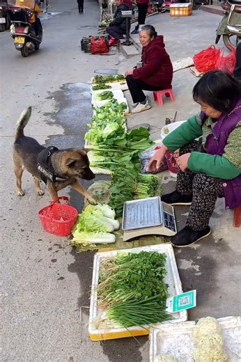 100K views · 4.3K reactions | This is the smartest dog I’ve ever seen!!! He goes to the market, presents its basket and the people fill it with food. Thank you for making my day pup!!!!  The owner is so lucky to have him! He's not only smart but he's so cute too.殺 | Amazing World | Facebook